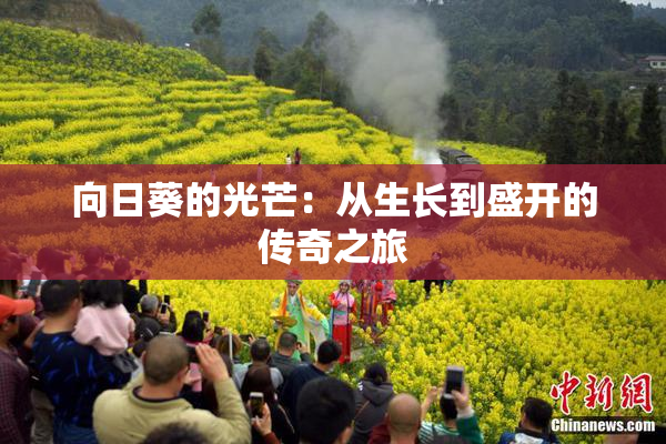 向日葵的光芒：从生长到盛开的传奇之旅