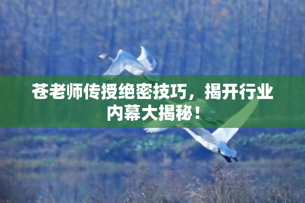 苍老师传授绝密技巧，揭开行业内幕大揭秘！