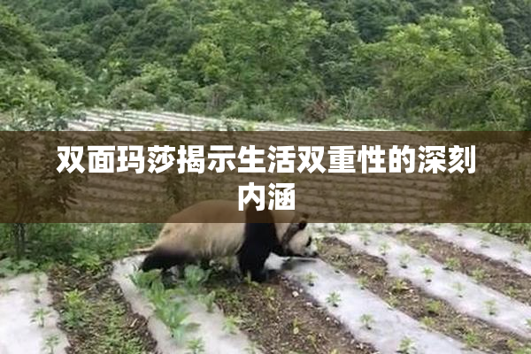 双面玛莎揭示生活双重性的深刻内涵