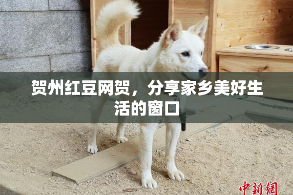 贺州红豆网贺，分享家乡美好生活的窗口