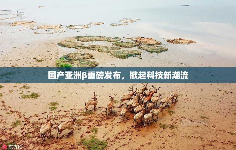 国产亚洲β重磅发布，掀起科技新潮流