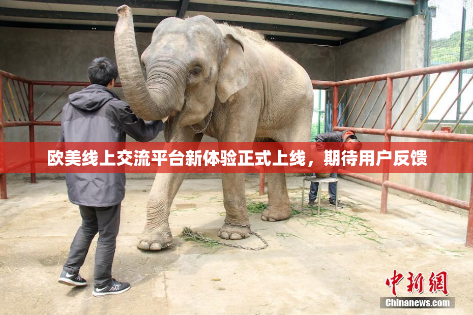 欧美线上交流平台新体验正式上线，期待用户反馈