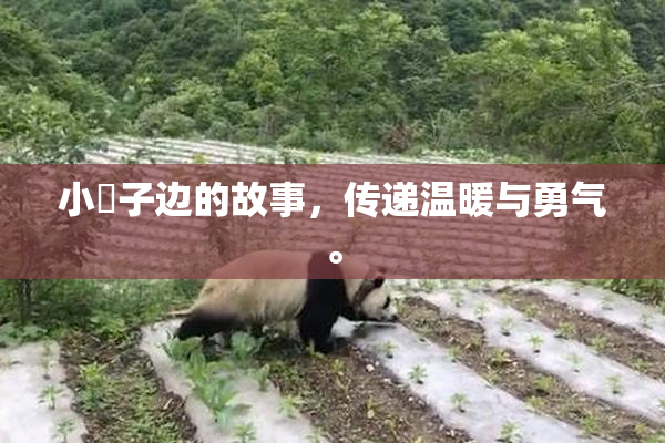 小峓子边的故事，传递温暖与勇气。