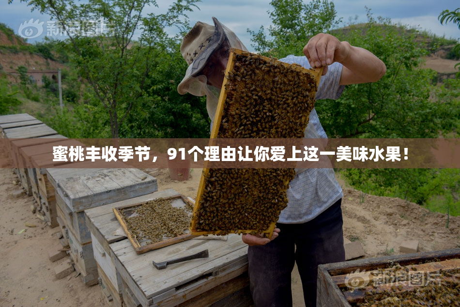 蜜桃丰收季节，91个理由让你爱上这一美味水果！
