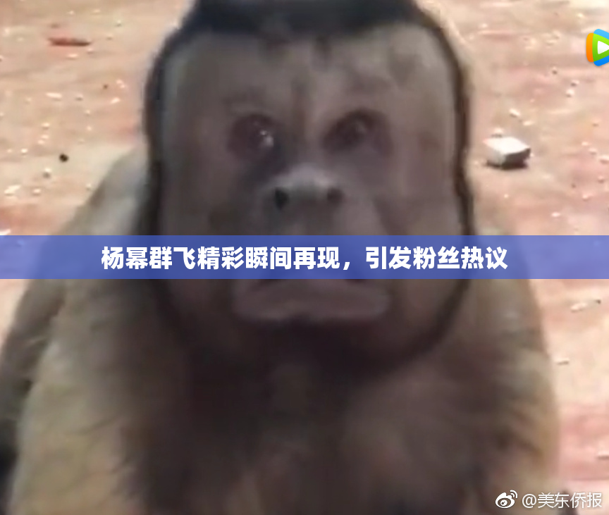 杨幂群飞精彩瞬间再现，引发粉丝热议