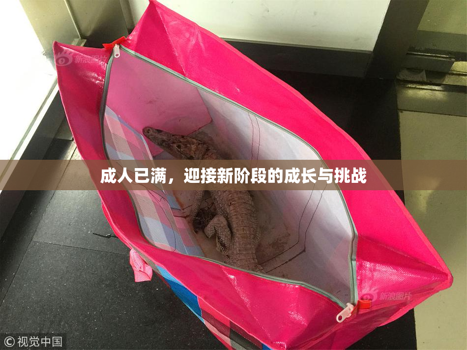 成人已满，迎接新阶段的成长与挑战