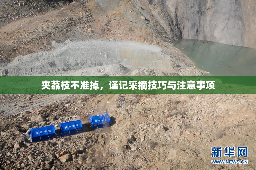 夹荔枝不准掉，谨记采摘技巧与注意事项