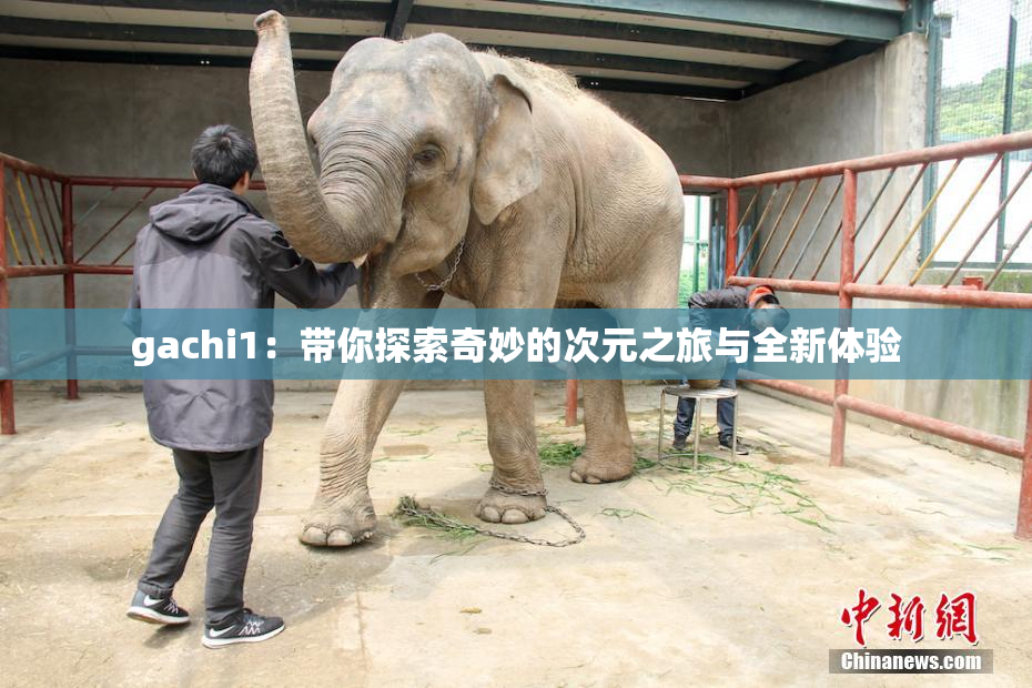 gachi1：带你探索奇妙的次元之旅与全新体验