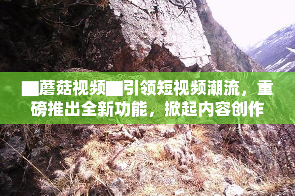 ▇蘑菇视频▇引领短视频潮流，重磅推出全新功能，掀起内容创作热潮！