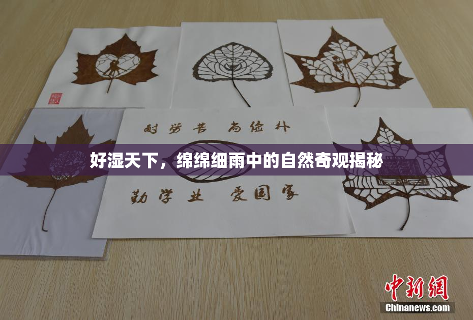 好湿天下，绵绵细雨中的自然奇观揭秘