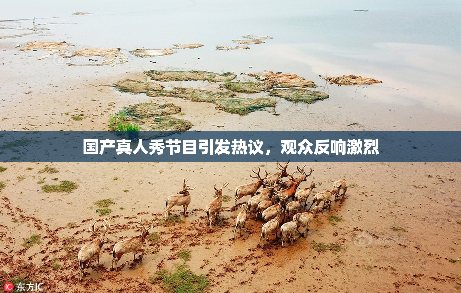 国产真人秀节目引发热议，观众反响激烈