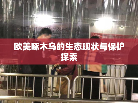 欧美啄木乌的生态现状与保护探索
