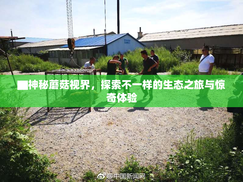▇神秘蘑菇视界，探索不一样的生态之旅与惊奇体验