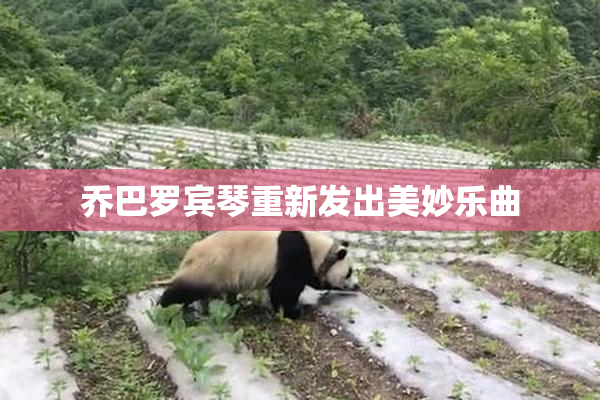 乔巴罗宾琴重新发出美妙乐曲