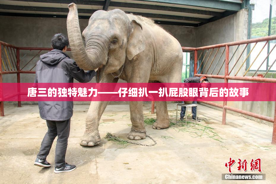 唐三的独特魅力——仔细扒一扒屁股眼背后的故事