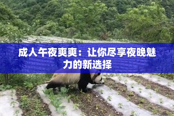 成人午夜爽爽：让你尽享夜晚魅力的新选择