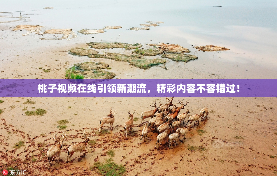 桃子视频在线引领新潮流，精彩内容不容错过！