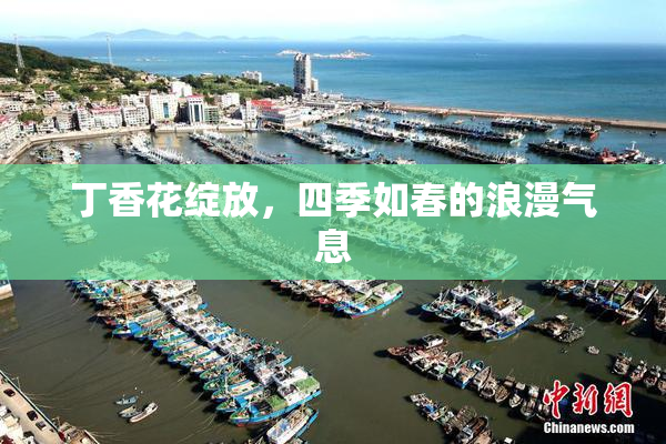 丁香花绽放，四季如春的浪漫气息