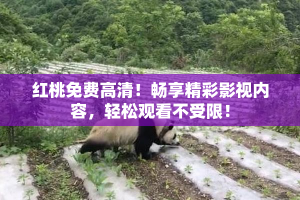红桃免费高清！畅享精彩影视内容，轻松观看不受限！