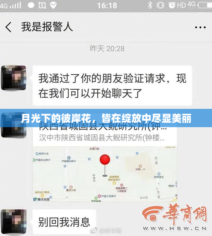 月光下的彼岸花，皆在绽放中尽显美丽