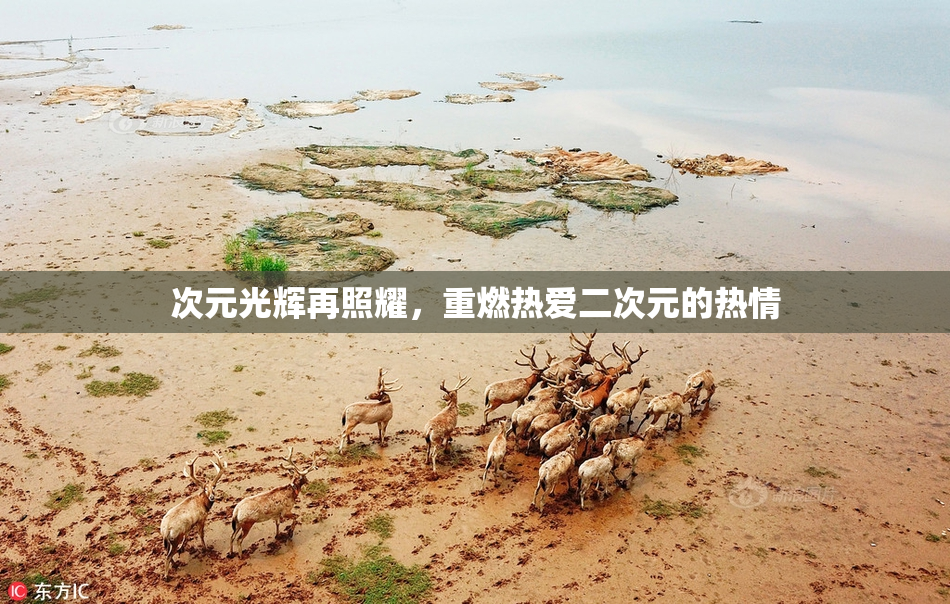 次元光辉再照耀，重燃热爱二次元的热情