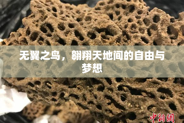 无翼之鸟，翱翔天地间的自由与梦想