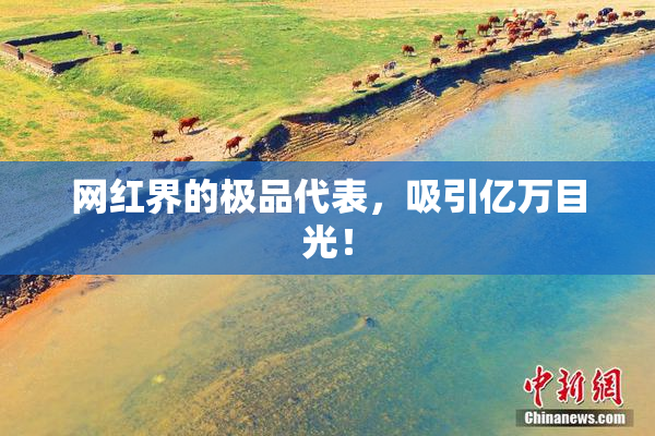 网红界的极品代表，吸引亿万目光！