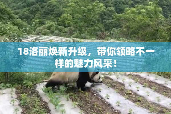 18洛丽焕新升级，带你领略不一样的魅力风采！
