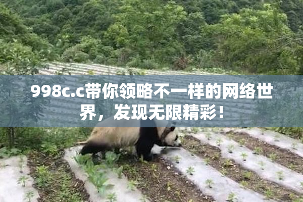 998c.c带你领略不一样的网络世界，发现无限精彩！
