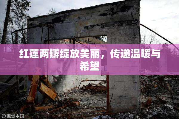 红莲两瓣绽放美丽，传递温暖与希望