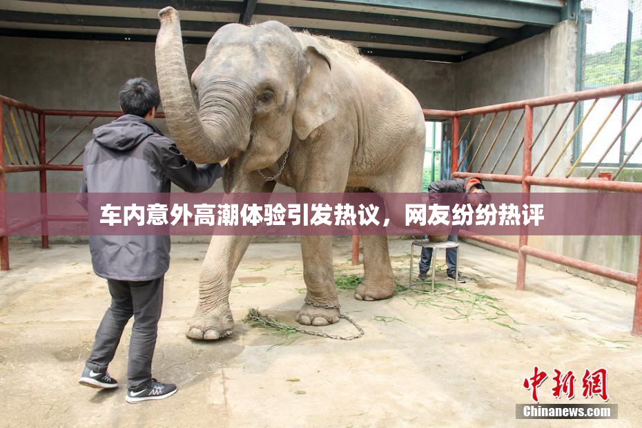 车内意外高潮体验引发热议，网友纷纷热评