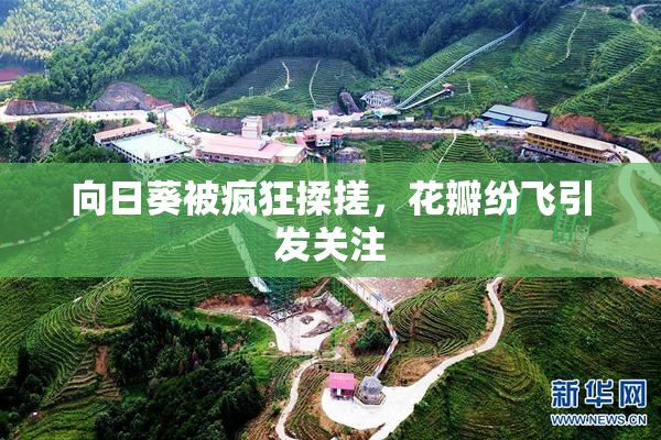 向日葵被疯狂揉搓，花瓣纷飞引发关注