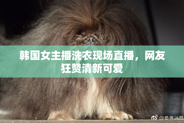 韩国女主播洗衣现场直播，网友狂赞清新可爱
