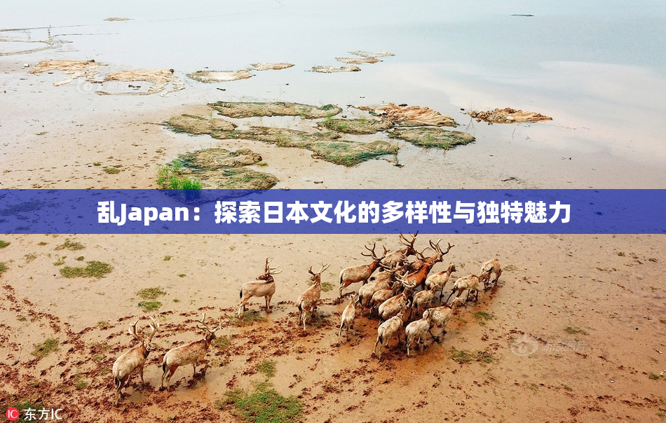 乱Japan：探索日本文化的多样性与独特魅力