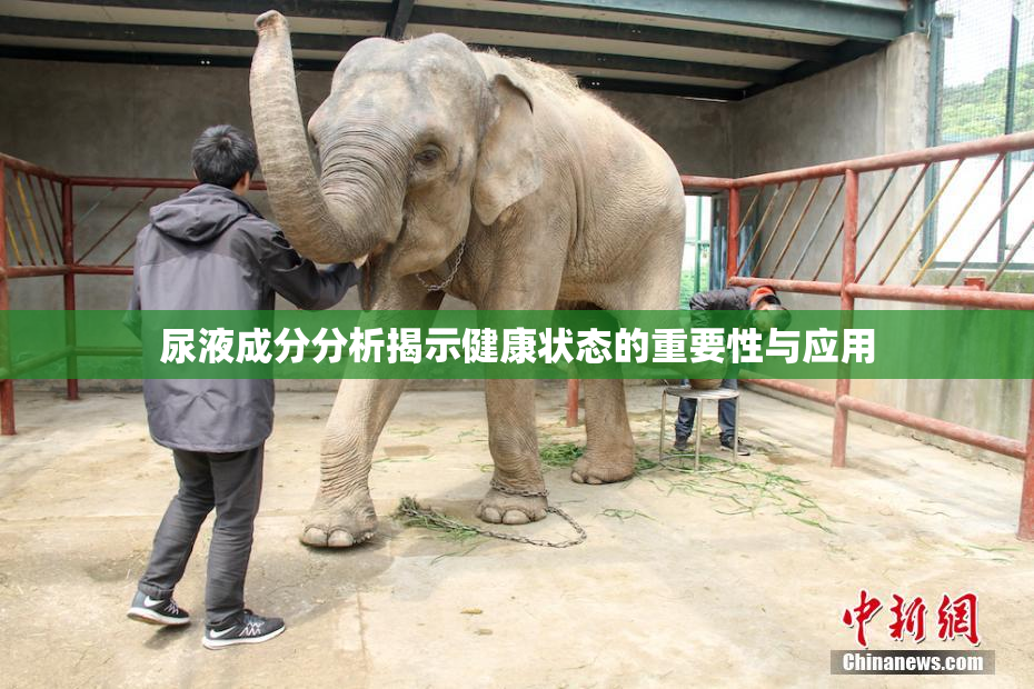 尿液成分分析揭示健康状态的重要性与应用