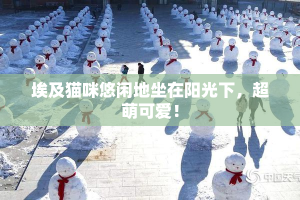 埃及猫咪悠闲地坐在阳光下，超萌可爱！