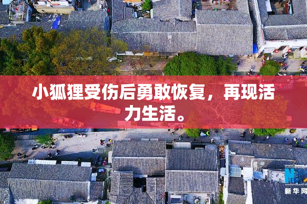 小狐狸受伤后勇敢恢复，再现活力生活。