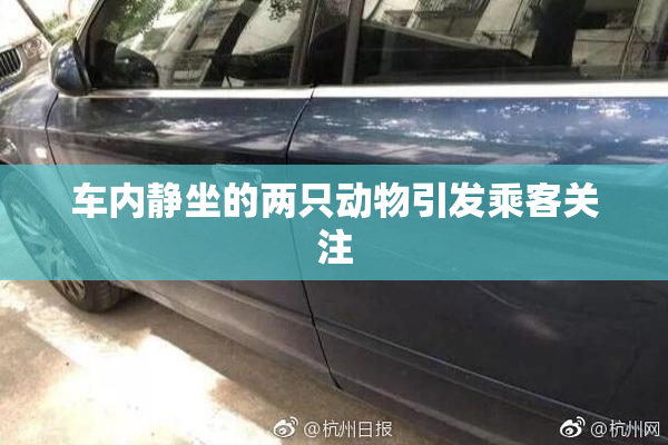 车内静坐的两只动物引发乘客关注