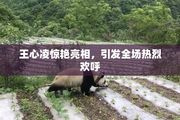 王心凌惊艳亮相，引发全场热烈欢呼