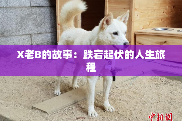 X老B的故事：跌宕起伏的人生旅程
