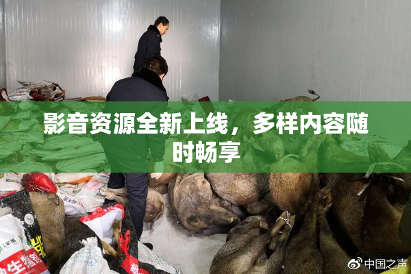 影音资源全新上线，多样内容随时畅享
