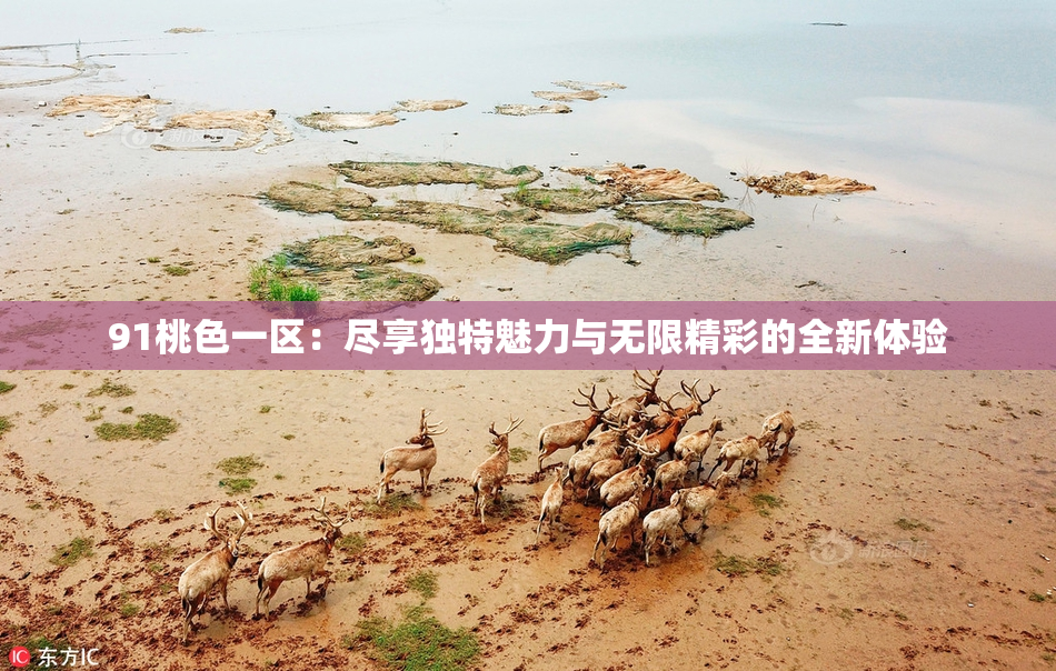 91桃色一区：尽享独特魅力与无限精彩的全新体验