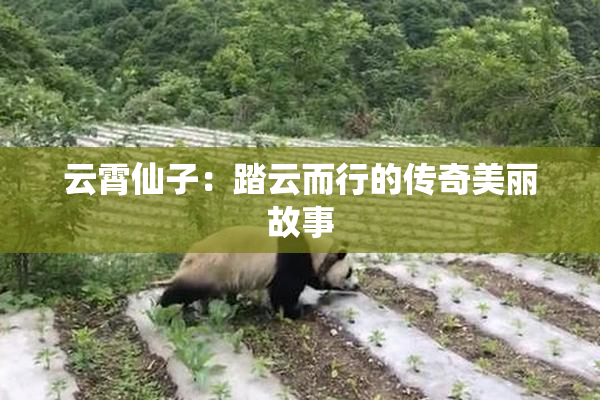 云霄仙子：踏云而行的传奇美丽故事