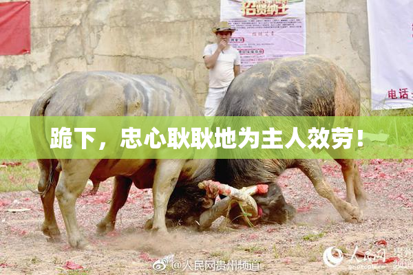 跪下，忠心耿耿地为主人效劳！