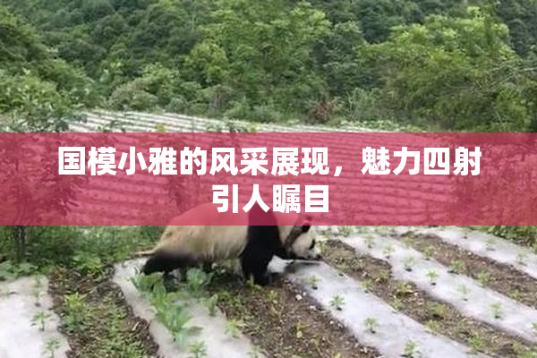 国模小雅的风采展现，魅力四射引人瞩目