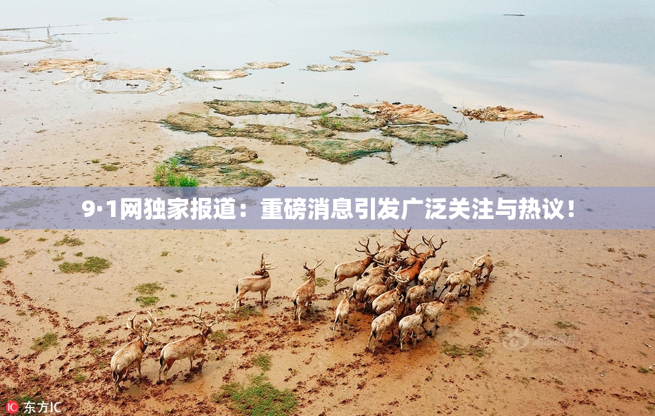 9·1网独家报道：重磅消息引发广泛关注与热议！