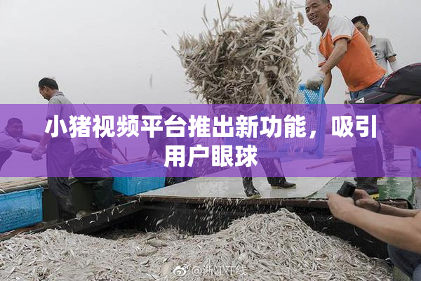 小猪视频平台推出新功能，吸引用户眼球