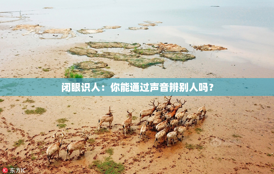 闭眼识人：你能通过声音辨别人吗？