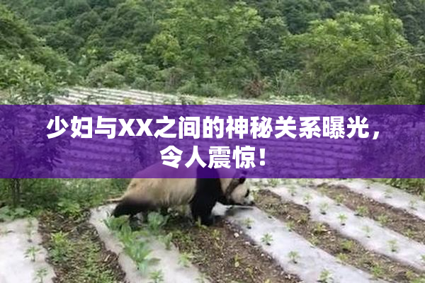 少妇与XX之间的神秘关系曝光，令人震惊！
