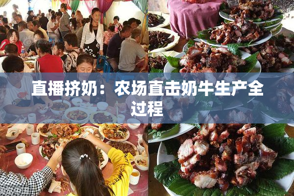 直播挤奶：农场直击奶牛生产全过程